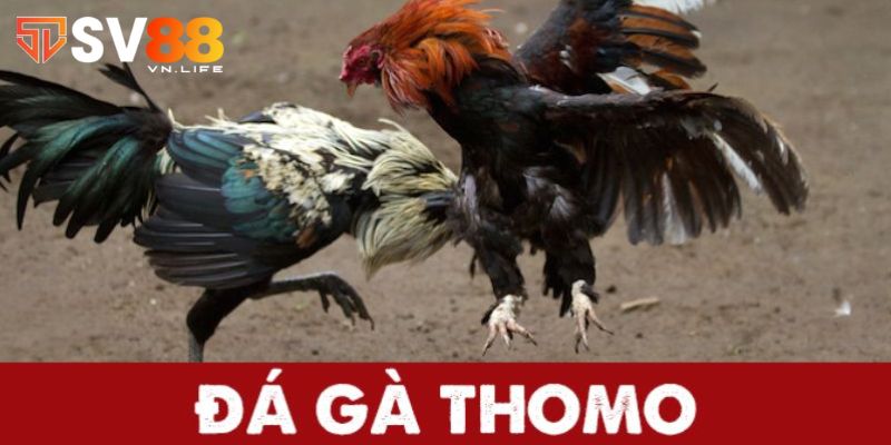 Khái quát đá gà Thomo